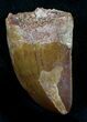 Carcharodontosaurus Tooth - Massive Meat-Eater #26839-1